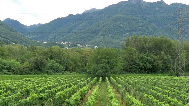 A large grape farm in the country of France. A grape is a fruiting berry of the deciduous woody vines of the botanical genus Vitis. 