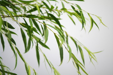 風にそよぐ葉