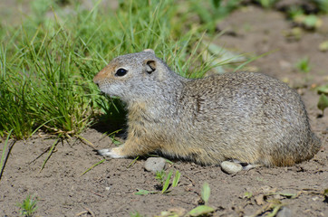Thompson's Ground squirrel feeding on green grass.