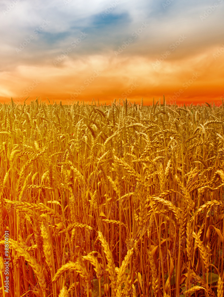 Poster sunset over wheat field