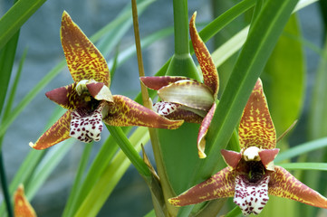 Orchid Maxillaria tenuifolia