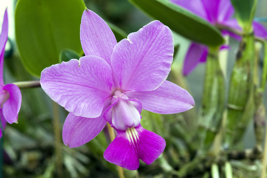 Fototapeta Orchid