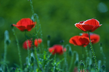 Obraz premium Oriental poppy