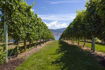 Sunny Vineyard Scene