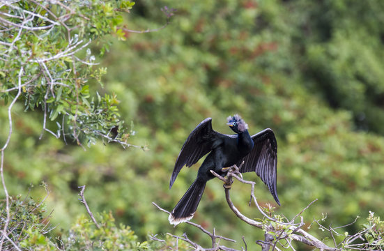Anhinga in breeding plumage