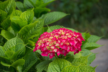 pink hydrangea blooms