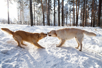 Portrait of two young golden retriever playing in the snow
