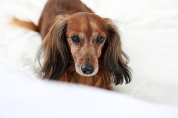 Dachshund dog