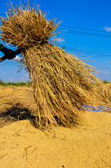 Fototapeta premium Movement of the grain out of from the stalk in many parts of Thailand.