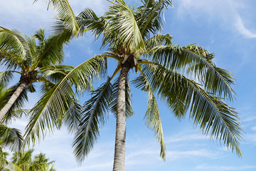 Obraz premium ヤシの木