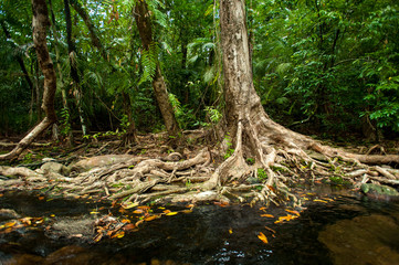 Tropical rain forest with green trees