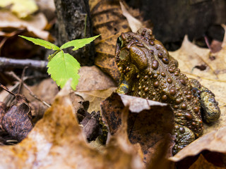 Small Frog in the Wilderness