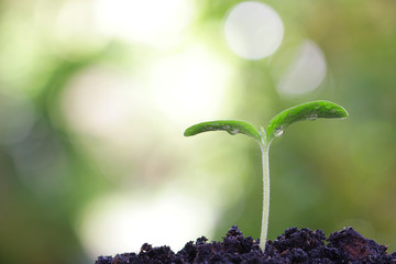 Growing pumpkin plant  © paladin1212