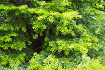 Background of the fir trees branches 