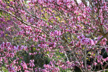 Fototapeta premium image of Spring Cherry blossoms tree. selective focus photo 