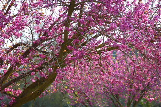 image of Spring Cherry blossoms tree. selective focus photo
