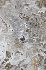 crust of ice on a puddle of leaves