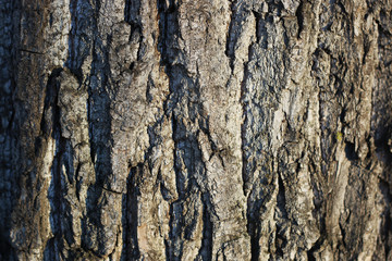 tree bark close-up