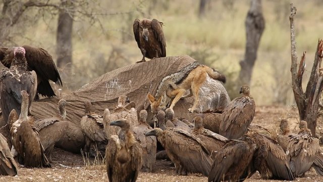 White-backed vultures and a black-backed jackal scavenging on a dead elephant, Kruger National Park, South Africa