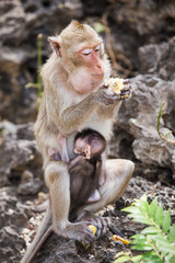 Monkey mom with baby.