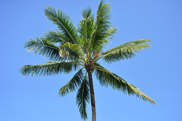 Fototapeta na wymiar Coconut tree
