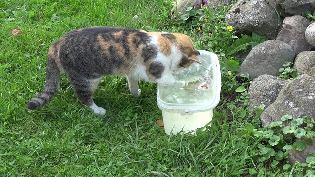 Cat Fail Catching Fish From Plastic Bowl With Water. Hungry Cute Pet Hunt Prey. Static Closeup Shot. 4K