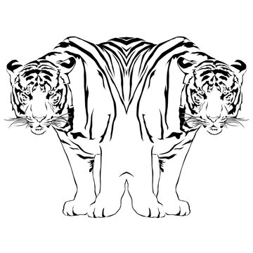 Tiger black and white reflection. Victor