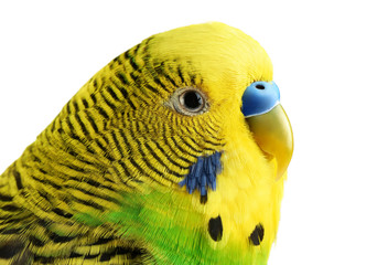 Fototapeta premium Budgerigar. Parrot isolated on white background.