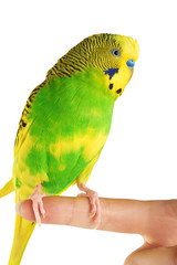 Budgerigar. Parrot isolated on white background.