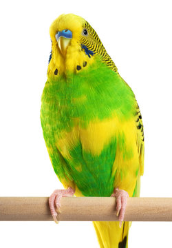 Budgerigar. Parrot isolated on white background.