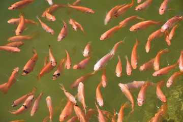 close up red nile tilapia  fish swimming in a pond 