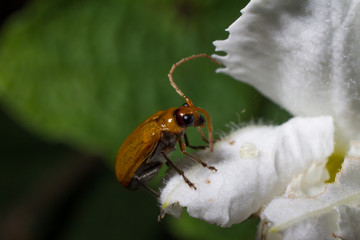 BUG
