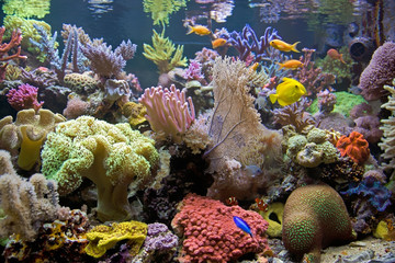 Obraz premium Korallen Riff Aquarium mit bunten Fischen