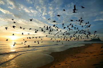 Bird over sea on Morning time