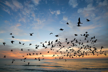Bird over sea on Morning time