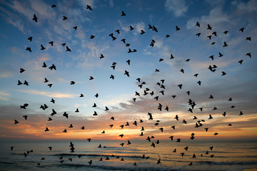 Bird over sea on Morning time