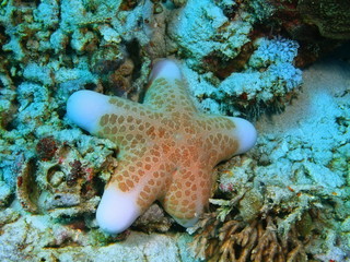 Starfish, Island Bali