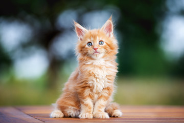 ginger maine coon kitten sitting outdoors - obrazy, fototapety, plakaty