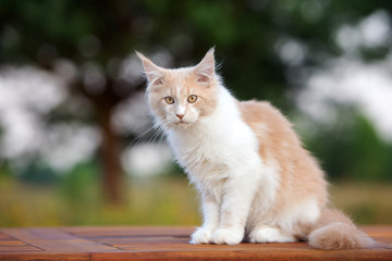 maine coon cat outdoors