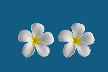 (With clipping path) Isolated beautiful sweet white plumeria