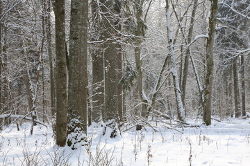 Snowfall after deciduous stand in morning with snow wrapped trees and old linden in foreground,Bialowieza Forest,Poland,Europe