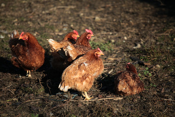 Hens