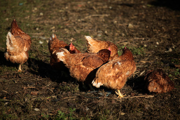 Hen family