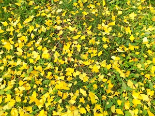 Obraz premium Fallen yellow leaves of ginkgo in autumn