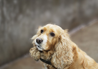 Spaniel - hunter's helper