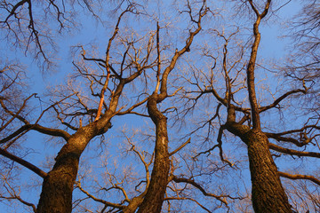Fototapeta na wymiar Корявые деревья на фоне неба. Gnarled trees against the sky.