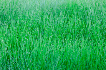 Ripe green grass background