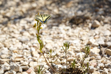 Yellow butterfly sitting on flower