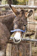 donkey in the farm