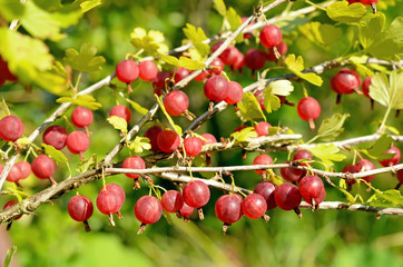 Gooseberries on branches